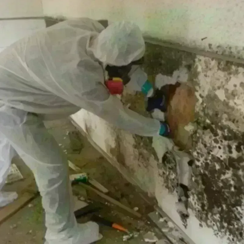 Mold Remediation and Removal in North Beach Haven, NJ